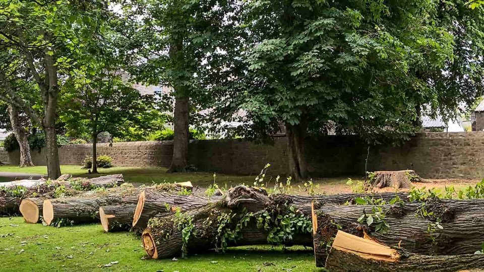 Felled tree trunks cut into sections on a park lawn beside mature shade trees