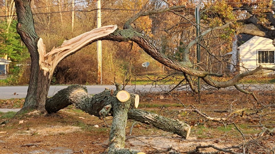 Storm-damaged tree with a split limb fallen across a yard
