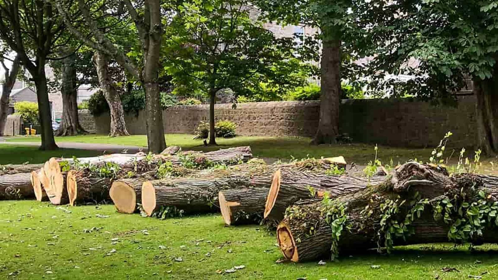 Felled tree trunks sectioned on a park lawn beside a stone wall