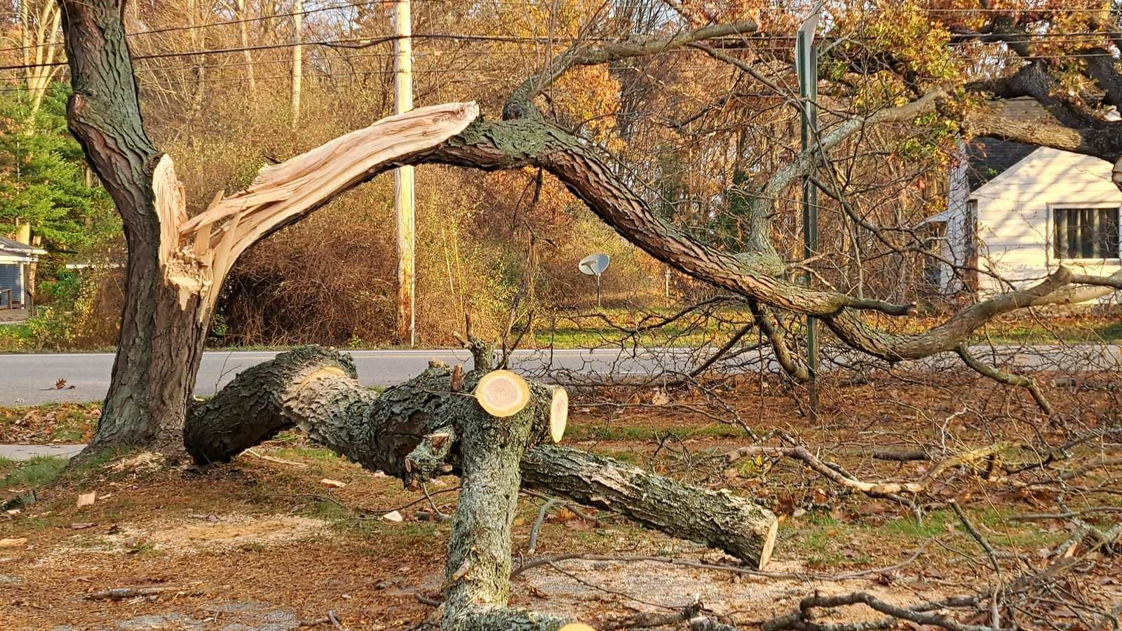 Storm-damaged tree with a split limb fallen across a yard
