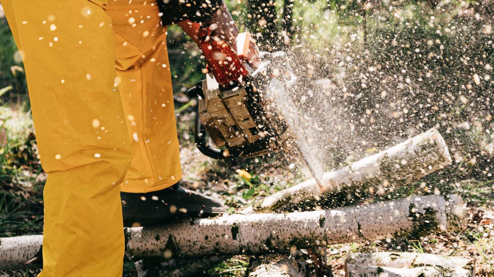Chainsaw cutting a log with flying sawdust during brush and tree clearing
