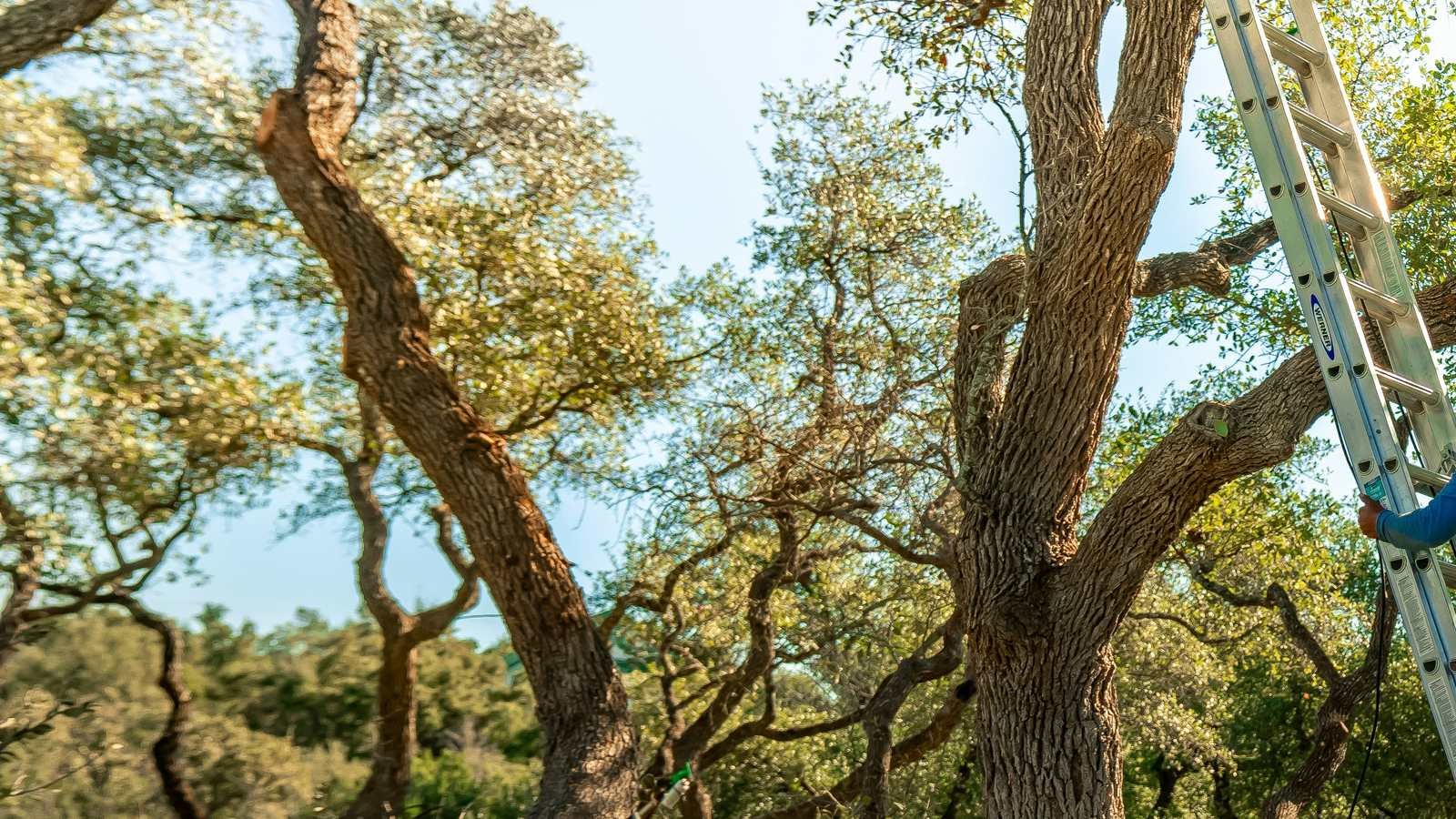 Large oak trunk and spreading branches with a ladder against the tree