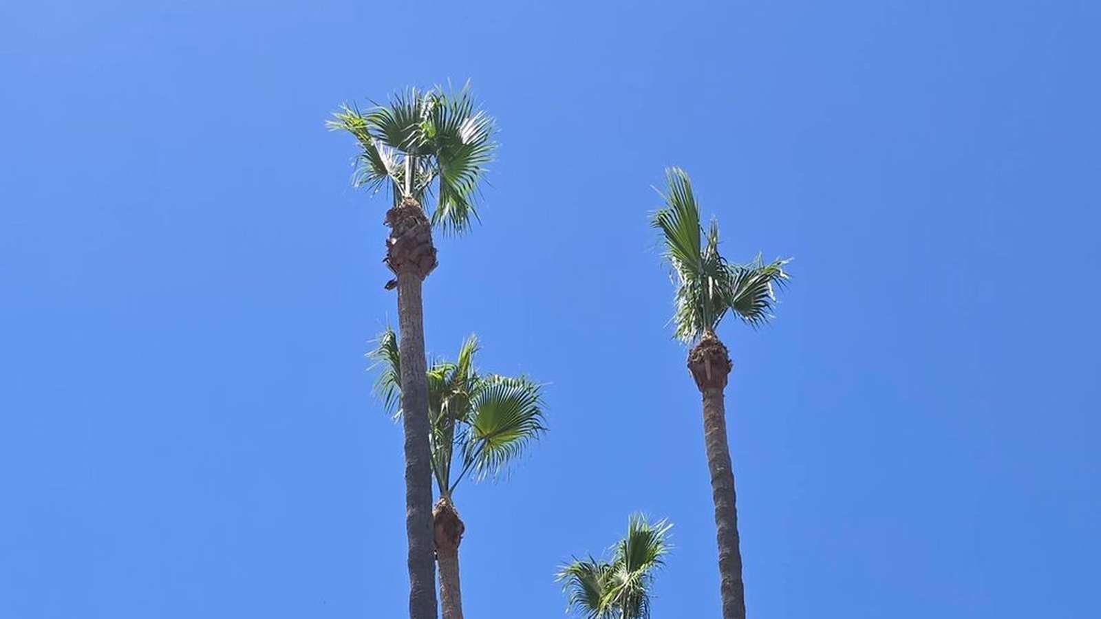 Tall fan palms with freshly trimmed crowns against a blue sky