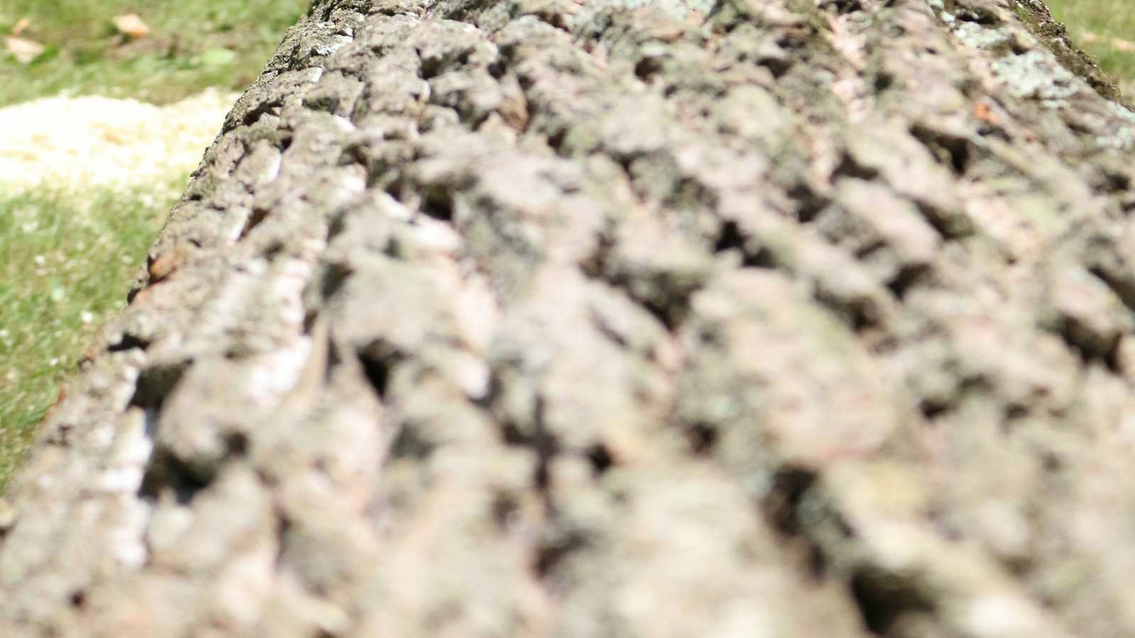 Close view of a felled tree trunk lying on a lawn