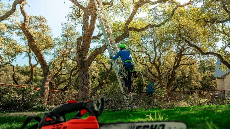 Arborist on a ladder pruning a mature oak tree