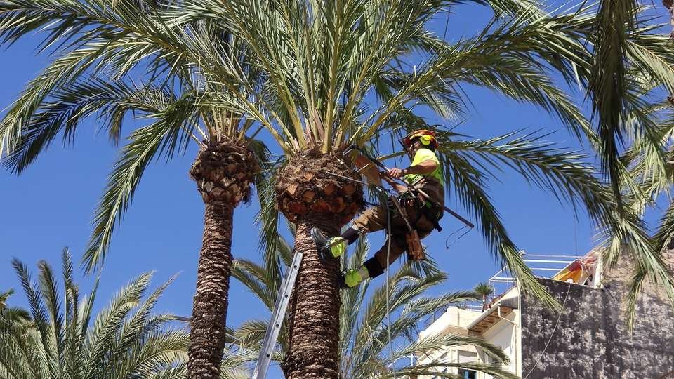 Arborist in a climbing harness trimming a tall palm from a ladder