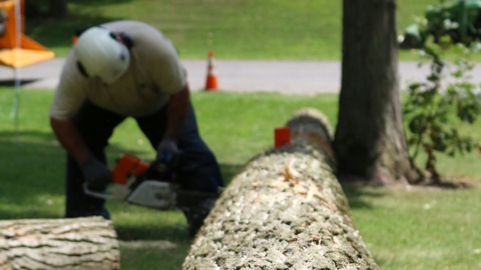 Arborist cutting a felled tree trunk into sections with a chainsaw