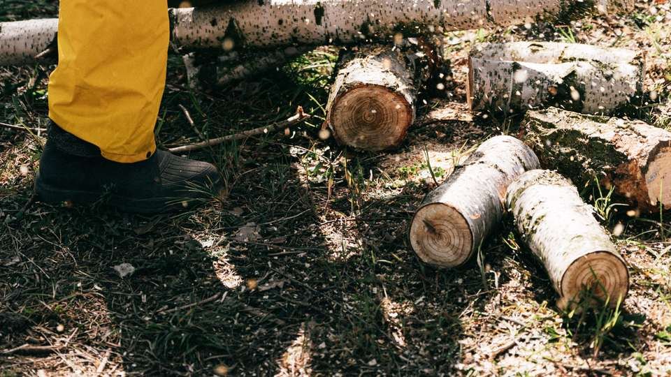 Cut log rounds and logs on the ground beside a chainsaw operator