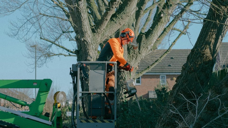 Arborist in an aerial lift pruning the crown of a large tree